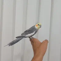 عروس نر مست معاوضه با قناری،جوج سهره ،طوطی برزیلی