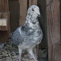 سینه کله بزک سینه سفید پاکستانی|پرنده|شیراز, کوشک میدان|دیوار