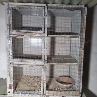 لونه کفتر چوب نراد