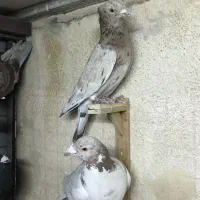 سارکاکلی لیمویی