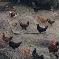خروس عربی جوان|حیوانات مزرعه|شوشتر, |دیوار