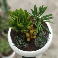 لوکس ترین هدیه روز مادر - تراریوم و دیش گاردن|گل و گیاه طبیعی|کرمانشاه, |دیوار