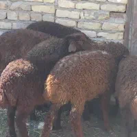 بره نر وماده جمع کردنی سالم سرحال شیرمست