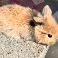 خرگوش لوپ|موش و خرگوش|بندر کنگان, |دیوار