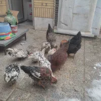 گلین(مرغ و خروس لری عشایری)|حیوانات مزرعه|فولادشهر, C4|دیوار