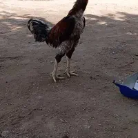 خروس|حیوانات مزرعه|میناب, |دیوار