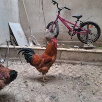 خروس|حیوانات مزرعه|تهران, صفا|دیوار