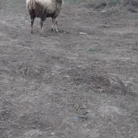 قوچ دامازخ درجه یک