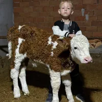 جمع اوری و ارسال گاو و گوساله|حیوانات مزرعه|تویسرکان, |دیوار