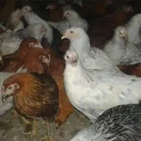 جوجه گلپایگانی