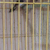 فنج کراواتی آواز خوان