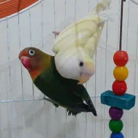 طوطی بریزیلی