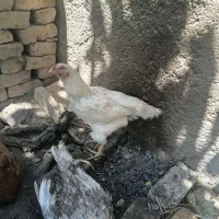 خروس لاری