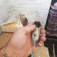 گلبسر نر عالی|پرنده|تهران, امام زاده عبدالله|دیوار