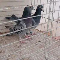 کبوتر فروشی|پرنده|یزد, |دیوار