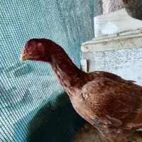 مرغ لاری اصیل