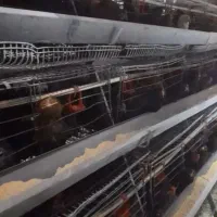 قفس تخم گذارمنبری