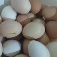 تخم مرغ طبیعی تازه نطفه دار