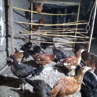 جوجه ۴ماهه و۵ماهه ماکیان وخروس