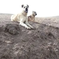 سگ سرابی ۱۷ ماهه فروشی