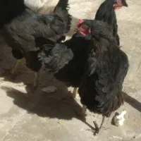 مرغ سیاه تخمگذار