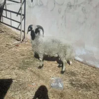 یک راس بره محلی