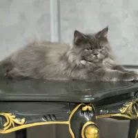 گربه نژاد دار
