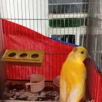 قناری نر جوان ۴ ماه|پرنده|ملایر, |دیوار