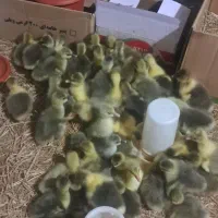 جوجه‌غاز‌سالم.سرحال‌درجه‌یک