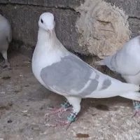 نر پرشی|پرنده|وحدتیه, |دیوار