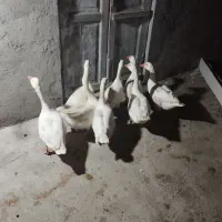 ۸عدد غاز محلی جوان|حیوانات مزرعه|سیمین شهر, |دیوار