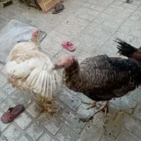 بوقلمون اصل نرماده خروس طاقچه|حیوانات مزرعه|مشهد, بلال|دیوار