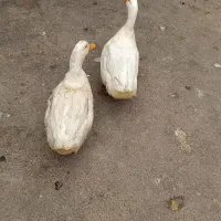 اردک|حیوانات مزرعه|خوی, |دیوار