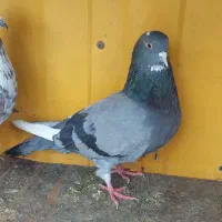 چند تا کفتر عالی|پرنده|رباط‌کریم, رباط‌کریم|دیوار