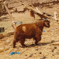 دوتا کره نر چاق و سرحال فروشی
