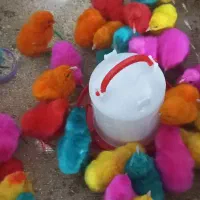 جوجه رنگی جوجه رسمی جوجه نیمچه