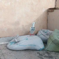 دسته 70تایی|پرنده|کاشمر, |دیوار