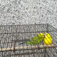 یک جفت مرغ عشق سالم و شیطون