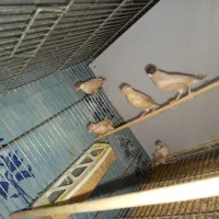 جفت نرگسی مولد با سه جوجه دوماهه