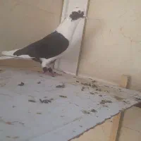 کبوتر سبز پلاکی کبوتر پشت شهری|پرنده|شیراز, کرونی(خاتونک)|دیوار
