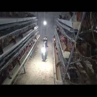 مرغ تخم گذار و پرورشی