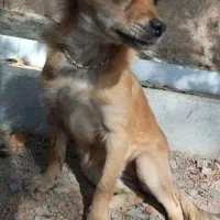 پاپی نژاد دار|سگ|نجف‌آباد, شیخ بهایی|دیوار