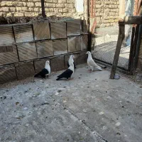 کله سفید.دوکت پلاکی