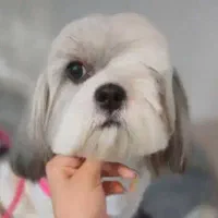 سگگمشده