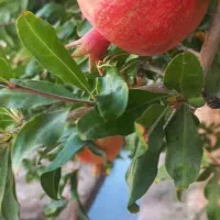 انار دهشیر|خوردنی و آشامیدنی|تفت, |دیوار