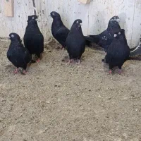 کبوتر|پرنده|خاش, |دیوار