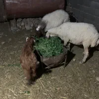 میش و بزغاله