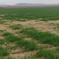 فروش گندم و جو بذری