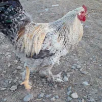 مرغ بیرانشهر