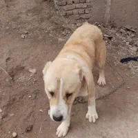 سگ الابای|سگ|تهران, منیریه|دیوار
